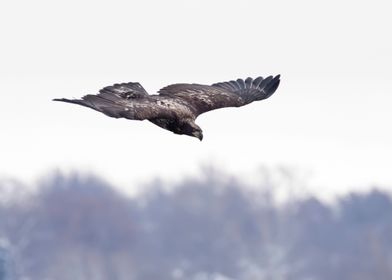 Eagle diving 