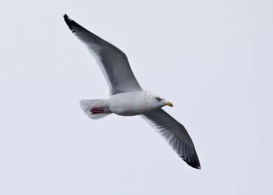 Seagull with spread wings