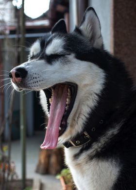 DOG STICKING OUT TONGUE