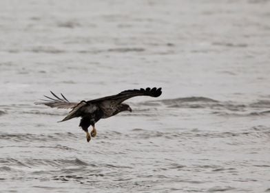 Bald eagle fishing