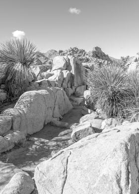 Joshua Tree National Park