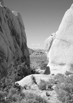 Joshua Tree Landscape View