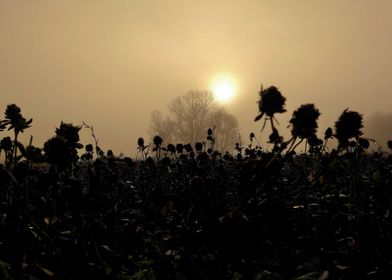 Sunflower field in sunset