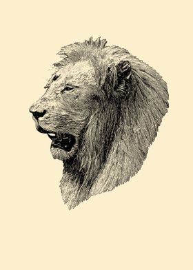 Lion portrait