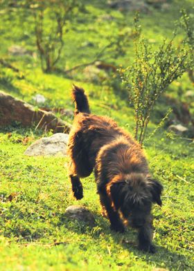 DOGS PLAYING IN THE GARDEN