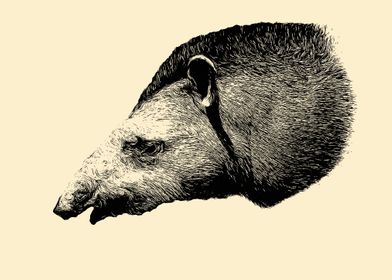 Tapir portrait