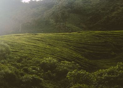 tea plantation