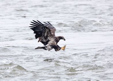 Eagle attacking fish