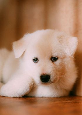 CUTE LITTLE WHITE DOG