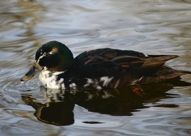 Hybrid Duck Swimming