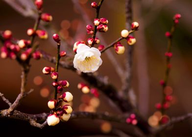 Beautiful flowers