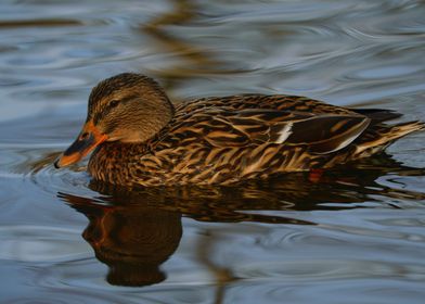 Graceful Female Mallard