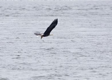 Bald eagle with fish