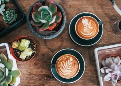 Coffee flowers