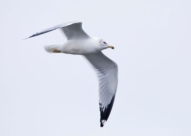 Gull soaring in the sky