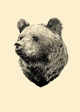 Bear portrait