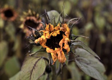 Last breath of a sunflower