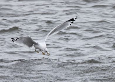 Seagull catching a fish