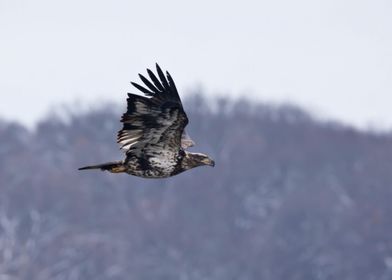 Juvenile bald eagle flying