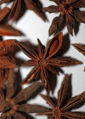 Star anise fruit close up