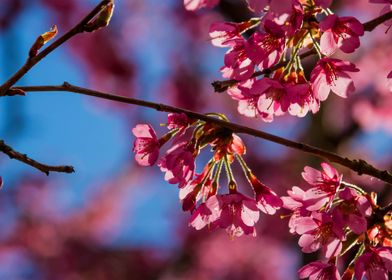 Beautiful flowers