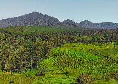 tea plantation