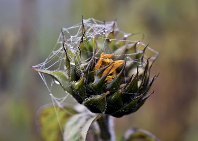 Dewy sunflower