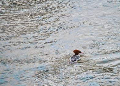 Goosander on the Hunt