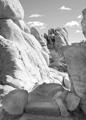 Joshua Tree Landscape View