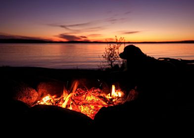 Dog next to campfire