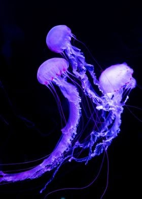 Purple Jellyfish