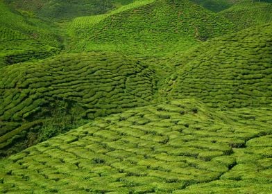 tea plantation