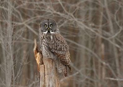 Gorgeous great gray owl