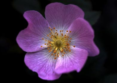 Purple flower in detail