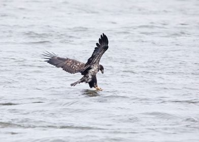 Bald eagle catching fish