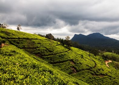 tea plantation