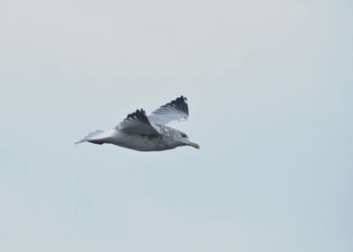 Ring billed gull in flight