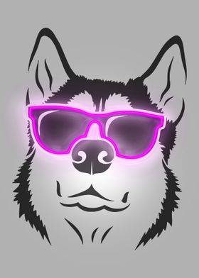 Husky dog in glasses