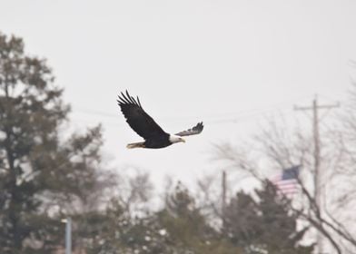 Bald eagle in flight