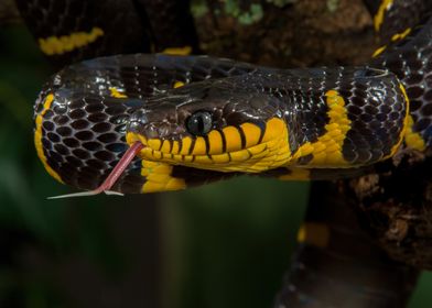 Mangrove Snake Portrait