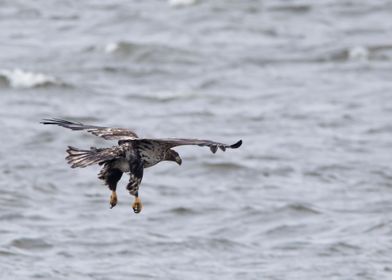 Eagle looking for fish