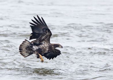 Eagle swoops over water