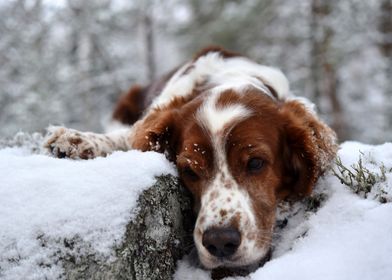 Cute dog in snowy woods