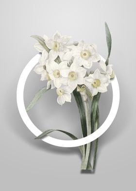 Bunch Flowered Daffodil