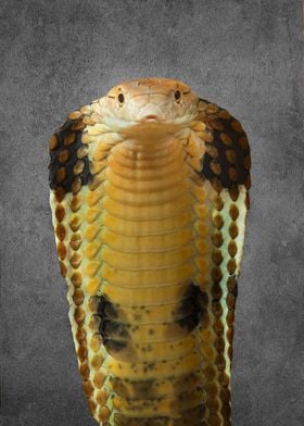 King Cobra Portrait