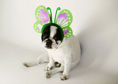 DOG WITH BUTTERFLY HEADBAN