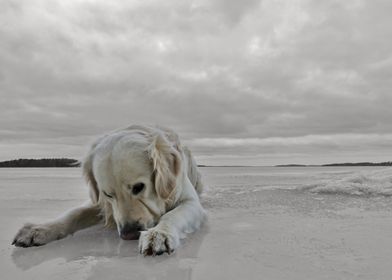 Dog on frozen lake 