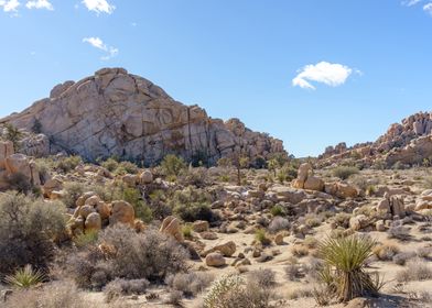 Joshua Tree Desert Photo