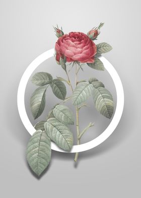 Red Gallic Rose Flower Art