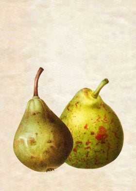 PEARS PAIR VINTAGE